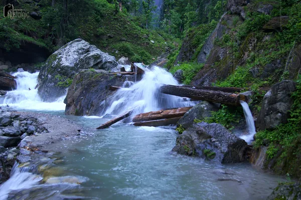 Mountain stream rushing over rocks and logs through a green forest